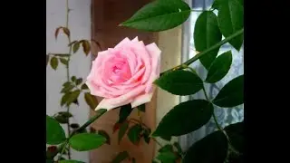 Жажда к Жизни и Цветению... Чайная Роза.