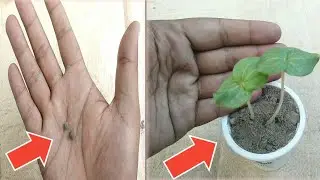Complete Guide To Growing Natural Okra(Lady Finger)in Pot From Seed Till Harvest grow ladies fingers