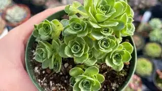 La suculenta más hermosa de todas🌸Greenovia drodrentalis 🍃