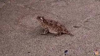 Hornet Toad