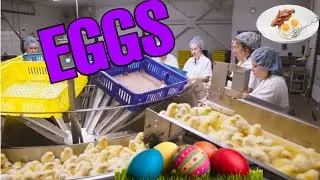 New EGGS Manufacturing ,Top Farming Technology