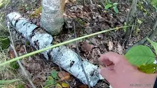 Первый поход за грибами