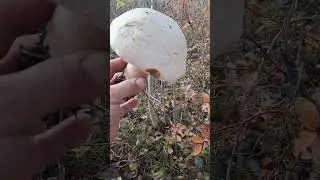 дары леса