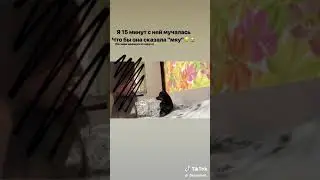 Собака мяукает