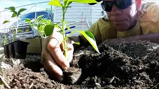 The Vegetable Garden - Getting Started