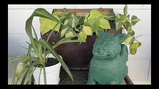 Houseplant Tour!