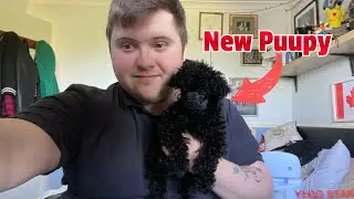 Sunny the toy poodle (NEW PUPPY)