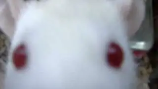 Squiggy The Ex-Lab Rat Sniffs the Camera