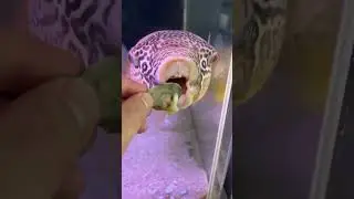 Feeding Mrs. Puff!