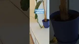 Цветущий кактус. Растет в детской больнице г.Южно-Сахалинска.