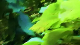 felling a tree