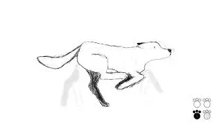 Animation Test III - Dog Running