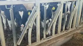 vacas