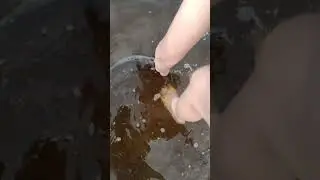 Мраморный сом.серо-гобо-белый.