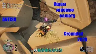Grounded 2020 ищем деньги или как я их называю поинты)))) Чтоб купить себе разные штуки