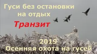 Осенний пролет/Охота на гуся/Гуси без остановки