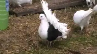 декоративные_pigeons_varga_крым.avi