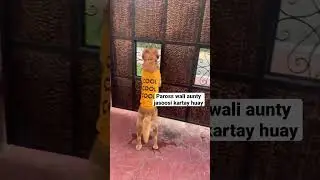 Jasoos paross wali aunty #shorts #viralshorts #simbanottyboy #doglovers #dogtraining