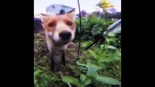 silly fox