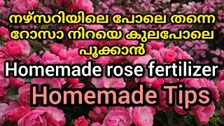 റോസ് കുലയായി പൂക്കാൻ/rose gardening/rose gardening secret tips/best fertilizer for rose plant /tips
