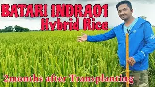 Batari indra01 Hybrid Rice | Milking Stage |Legion Insecticide for Ricebug