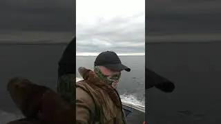 Сахалин, касатки поборту!