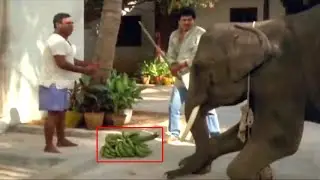 Rajendra Prasad Super Hit Comedy Movie Rajendra Prasad Elephant Beting Scene | Shalimar Movies
