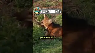 Гривистый волк