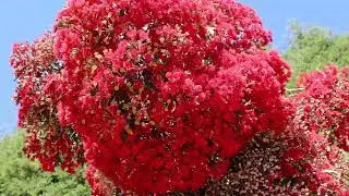 Nature's Harmony: Bees Swarming a Flowering Tree