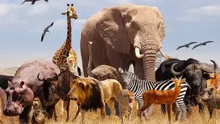 Beautiful Farm Animals And Wild Animals Sound,Cow, Dung, Cet, Horses, Elephants, part 3