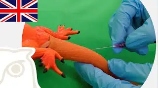 CSL: Blood sampling on bearded dragons
