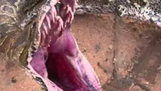 Biggest snake in the world found in Iraq