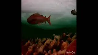 море рыбы подо льдом