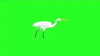 White heron eating fish green screen HD video no cope write strike 