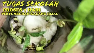 TUGAS SEKOLAH PENGAMATAN TANAMAN KACANG HIJAU DIMEDIA KAPAS SELAMA 1 MINGGU