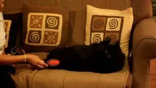 The evil brush