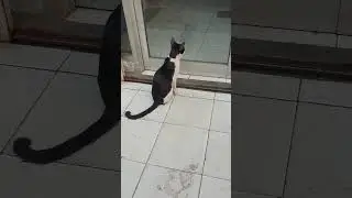 ngaca dulu ah #cat #shortvideo #shorts