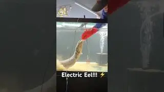 Electric Eel Update‼️