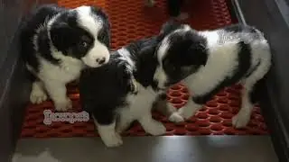 PupsLuv visits the home of beautiful Lhasa Apso and Miniature American Shepherds.