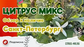 Обзор и наличие растений в Санкт-Петербурге 