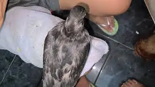 baby pigeon
