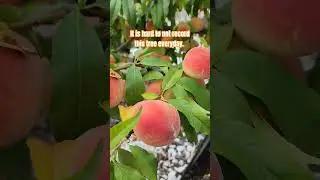 And one more Peach Tree video. it is hard not to share this beauty!