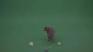 British Cat Looking On Three Yarn Knitting Balls Then Runs Away On Green Screen Video