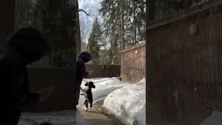 Бонечка дрессируется 