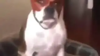 Daredevil dog