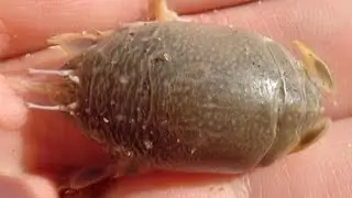 Facts: The Mole Crab