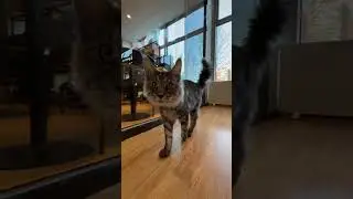 Cats Club|Cute cats daily life🐈(2) #cats #cute #shorts