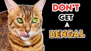 Why You SHOULDN'T Get A BENGAL Cat