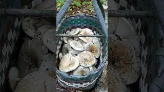 Білі грузді .