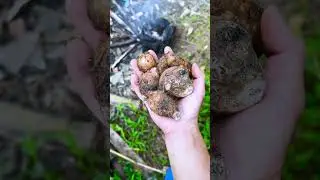 Grilled taro 